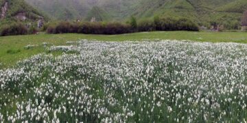 Πρωτομαγιά στο λιβάδι με τους νάρκισσους, στην Οξυά  Πρεσπών