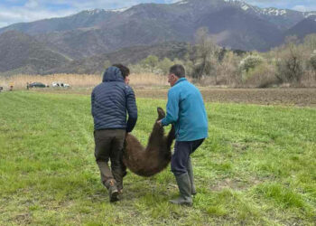Νεαρό αρκουδάκι απελευθερώθηκε από παράνομη θηλιά για αγριογούρουνα στις Πρέσπες