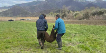 Νεαρό αρκουδάκι απελευθερώθηκε από παράνομη θηλιά για αγριογούρουνα στις Πρέσπες