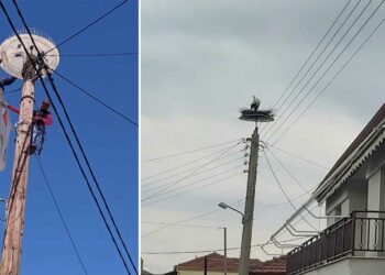 Φωλιές για πελαργούς σε Αμμοχώρι και Πελαργό Αμυνταίου, τοποθέτησε το προσωπικό του ΔΕΔΔΗΕ Φλώρινας-ΦΩΤΟ