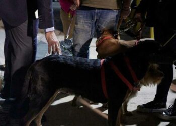 Μαζί με τα 7 σκυλιά του απεγκλωβίστηκε από το Χαρτούμ ζευγάρι Ελλήνων -Αρνούνταν να φύγουν χωρίς εκείνα