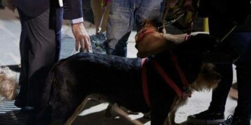 Μαζί με τα 7 σκυλιά του απεγκλωβίστηκε από το Χαρτούμ ζευγάρι Ελλήνων -Αρνούνταν να φύγουν χωρίς εκείνα