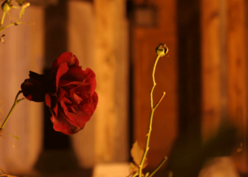 Τα αγκάθια της κοινωνίας – Γράφει ο Ιορδάνης Καμπουρίδης