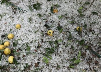 Γρεβενά: Πρωτοφανές χαλάζι κατέστρεψε καλλιέργειες – Λευκό τοπίο χιλιάδες στρέμματα
