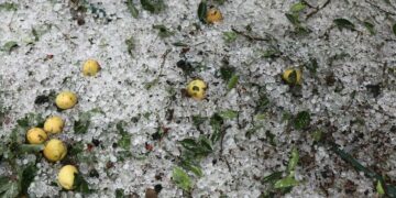 Γρεβενά: Πρωτοφανές χαλάζι κατέστρεψε καλλιέργειες – Λευκό τοπίο χιλιάδες στρέμματα