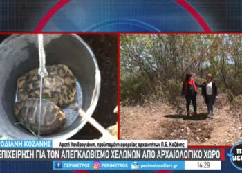 Απεγκλωβίστηκαν δύο χελώνες από αρχαίο τάφο στη Ροδιανή Κοζάνης -VIDEO