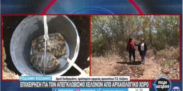 Απεγκλωβίστηκαν δύο χελώνες από αρχαίο τάφο στη Ροδιανή Κοζάνης -VIDEO