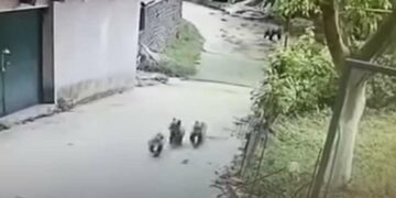 Αρκουδάκια στο Μέτσοβο εισέβαλαν σε αποθήκη και ήπιαν όλο το κρασί και το τσίπουρο