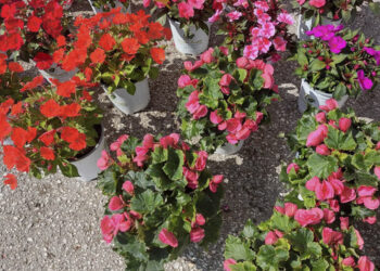 22η Ανθοκομική Έκθεση Εορδαίας: Παρά τις δυσμενείς καιρικές συνθήκες δηλώνουν ικανοποιημένοι οι εκθέτες με την προσέλευση των επισκεπτών