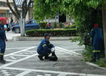 Φίδι (δενδρογαλιά) «βγήκε για καφέ» στην πλατεία της Πτολεμαΐδας- Το περισυνέλεξαν Πυροσβέστες