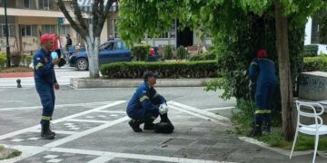 Φίδι (δενδρογαλιά) «βγήκε για καφέ» στην πλατεία της Πτολεμαΐδας- Το περισυνέλεξαν Πυροσβέστες