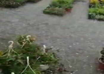 Πτολεμαΐδα: Τεράστιας έκτασης και η ζημιά στην ανθοκομική έκθεση μετά την σφοδρή χαλαζόπτωση (βίντεο)