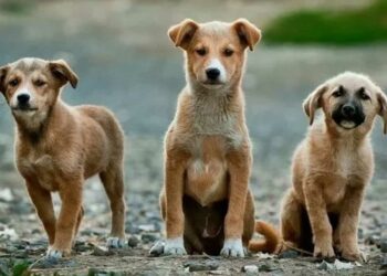 Δημοτικό κτηνιατρείο θα αποκτήσει ο Δήμος Εορδαίας