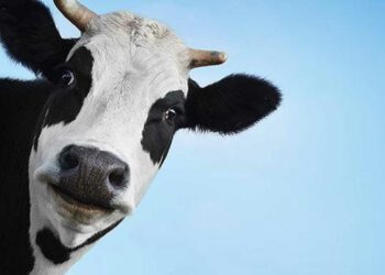 Ενημερωτική εκδήλωση στο Αμύνταιο: «Ζωοανθρωπονόσοι στην Περιφέρεια Δυτικής Μακεδονίας. Προσέγγιση ενιαίας υγείας»