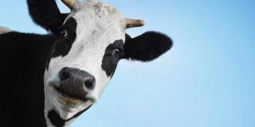 Ενημερωτική εκδήλωση στο Αμύνταιο: «Ζωοανθρωπονόσοι στην Περιφέρεια Δυτικής Μακεδονίας. Προσέγγιση ενιαίας υγείας»