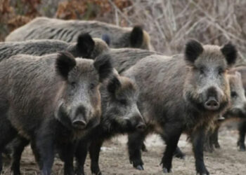 Αγριογούρουνα: Προκαλούν τροχαία ατυχήματα και καταστροφές στις καλλιέργειες