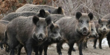 Αγριογούρουνα: Προκαλούν τροχαία ατυχήματα και καταστροφές στις καλλιέργειες