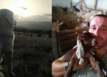 Κτηνοτρόφος από Κοζάνη πούλησε τα ζώα του και φεύγει για σεζόν στη Μύκονο