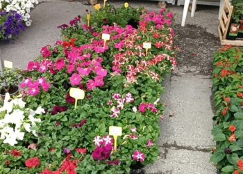 Με μεγάλη συμμετοχή ντόπιων εκθετών και επισκεπτών, άνοιξε τις πύλες της η 22η ΑΝΘΟΚΟΜΙΚΗ Έκθεση  του Δήμου Εορδαίας (ρεπορτάζ της Κούλας Πουλασιχίδου)