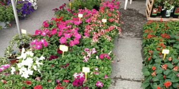 Με μεγάλη συμμετοχή ντόπιων εκθετών και επισκεπτών, άνοιξε τις πύλες της η 22η ΑΝΘΟΚΟΜΙΚΗ Έκθεση  του Δήμου Εορδαίας (ρεπορτάζ της Κούλας Πουλασιχίδου)