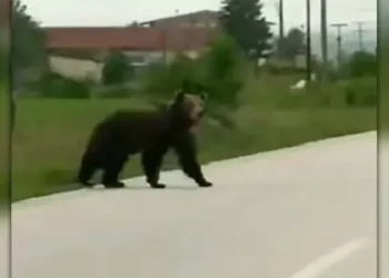 Κι άλλη μεγάλη αρκούδα στην Καστοριά! (βίντεο)