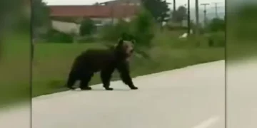 Κι άλλη μεγάλη αρκούδα στην Καστοριά! (βίντεο)