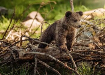 Φλώρινα: Απεγκλωβίστηκαν τρία μικρά αρκουδάκια που είχαν παγιδευτεί σε κανάλι