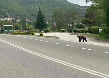 Νεαρή αρκούδα διασχίζει το δρόμο στην είσοδο της Καστοριάς (ΦΩΤΟ)