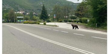 Νεαρή αρκούδα διασχίζει το δρόμο στην είσοδο της Καστοριάς (ΦΩΤΟ)