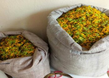 Συνελήφθη αλλοδαπός στον ορεινό Γράμμο – Μάζευε παράνομα 14 κιλά του αρωματικού φυτού