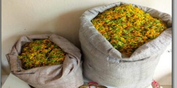 Συνελήφθη αλλοδαπός στον ορεινό Γράμμο – Μάζευε παράνομα 14 κιλά του αρωματικού φυτού