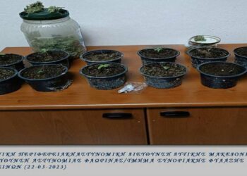 Φλώρινα: 61χρονος καλλιεργούσε σε αγρόκτημα 11 δενδρύλλια κάνναβης