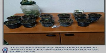 Φλώρινα: 61χρονος καλλιεργούσε σε αγρόκτημα 11 δενδρύλλια κάνναβης