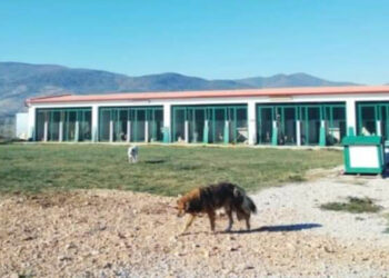 Δήμος Εορδαίας: Στείρωσε αδέσποτα ζώα σε μία προσπάθεια περιορισμού του αριθμού τους