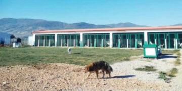 Δήμος Εορδαίας: Στείρωσε αδέσποτα ζώα σε μία προσπάθεια περιορισμού του αριθμού τους