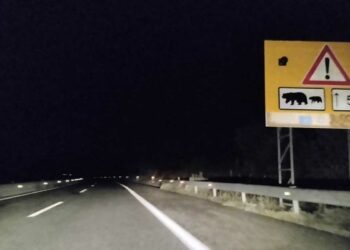 Νεκρή αρκούδα σε τροχαίο στην Εγνατία, πριν τον κάθετο άξονα Σιάτιστα – Κρυσταλλοπηγή