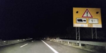 Νεκρή αρκούδα σε τροχαίο στην Εγνατία, πριν τον κάθετο άξονα Σιάτιστα – Κρυσταλλοπηγή