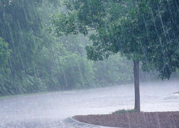 Εορδαία: Άστατος ο καιρός και την επόμενη εβδομάδα – Η υγρασία και οι σημαντικές αποκλίσεις της θερμοκρασίας επηρεάζουν σημαντικά τα δέντρα