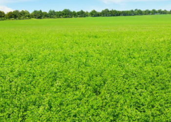 Εορδαία: Περισσότερες εκτάσεις με τριφύλλια φέτος – Δέλεαρ οι αυξημένες τιμές των προηγούμενων ετών