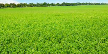 Εορδαία: Περισσότερες εκτάσεις με τριφύλλια φέτος – Δέλεαρ οι αυξημένες τιμές των προηγούμενων ετών