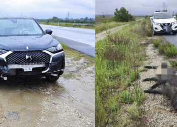 Εορδαία: Ακόμη ένα τροχαίο ατύχημα με αγριογούρουνο στον καινούργιο δρόμο προς Φιλώτα