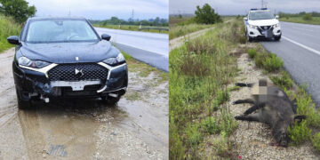 Εορδαία: Ακόμη ένα τροχαίο ατύχημα με αγριογούρουνο στον καινούργιο δρόμο προς Φιλώτα