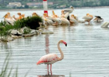 Φλαμίγκο στην Λίμνη της Καστοριάς – Πανέμορφες εικόνες!