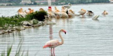 Φλαμίγκο στην Λίμνη της Καστοριάς – Πανέμορφες εικόνες!