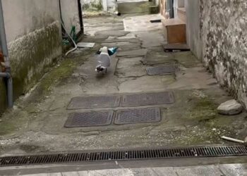 Viral: Γλάρος στην Καβάλα “κλέβει” κρουασάν και γαριδάκια από περίπτερο (video)