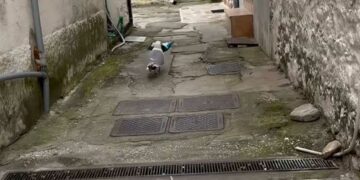 Viral: Γλάρος στην Καβάλα “κλέβει” κρουασάν και γαριδάκια από περίπτερο (video)