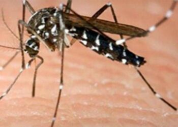 Προφυλαχθείτε από τα κουνούπια και τον ιό του Δυτικού Νείλου – Τι να προσέχετε