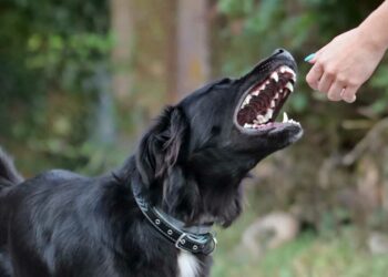 Κοζάνη: Αδέσποτο σκυλί επιτέθηκε σε 2 καθηγητές σε σχολείο της πόλης- Έγινε καταγγελία αλλά δεν το μαζεύει κανείς