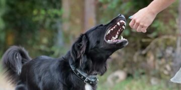 Κοζάνη: Αδέσποτο σκυλί επιτέθηκε σε 2 καθηγητές σε προαύλιο σχολείου της πόλης- Έγιναν καταγγελίες αλλά δεν το μαζεύει κανείς