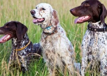 Στα «κάγκελα» οι κυνηγοί για τις στειρώσεις ή την αποστολή DNA